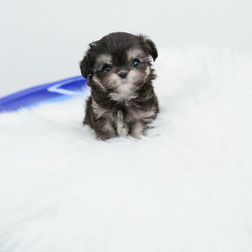 Charming Teacup Silver Maltipoo - Tiny Bundle of Joy