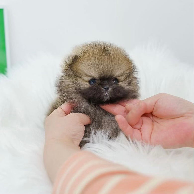 Stunning Teacup Merle Pomeranian - Tiny & Adorable