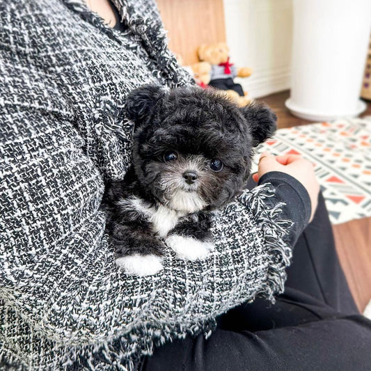 Adorable Teacup Silver Poodle - Perfect Companion