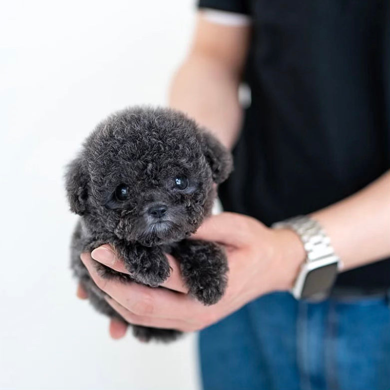 Exquisite Teacup Blue Poodle - Your New Best Friend